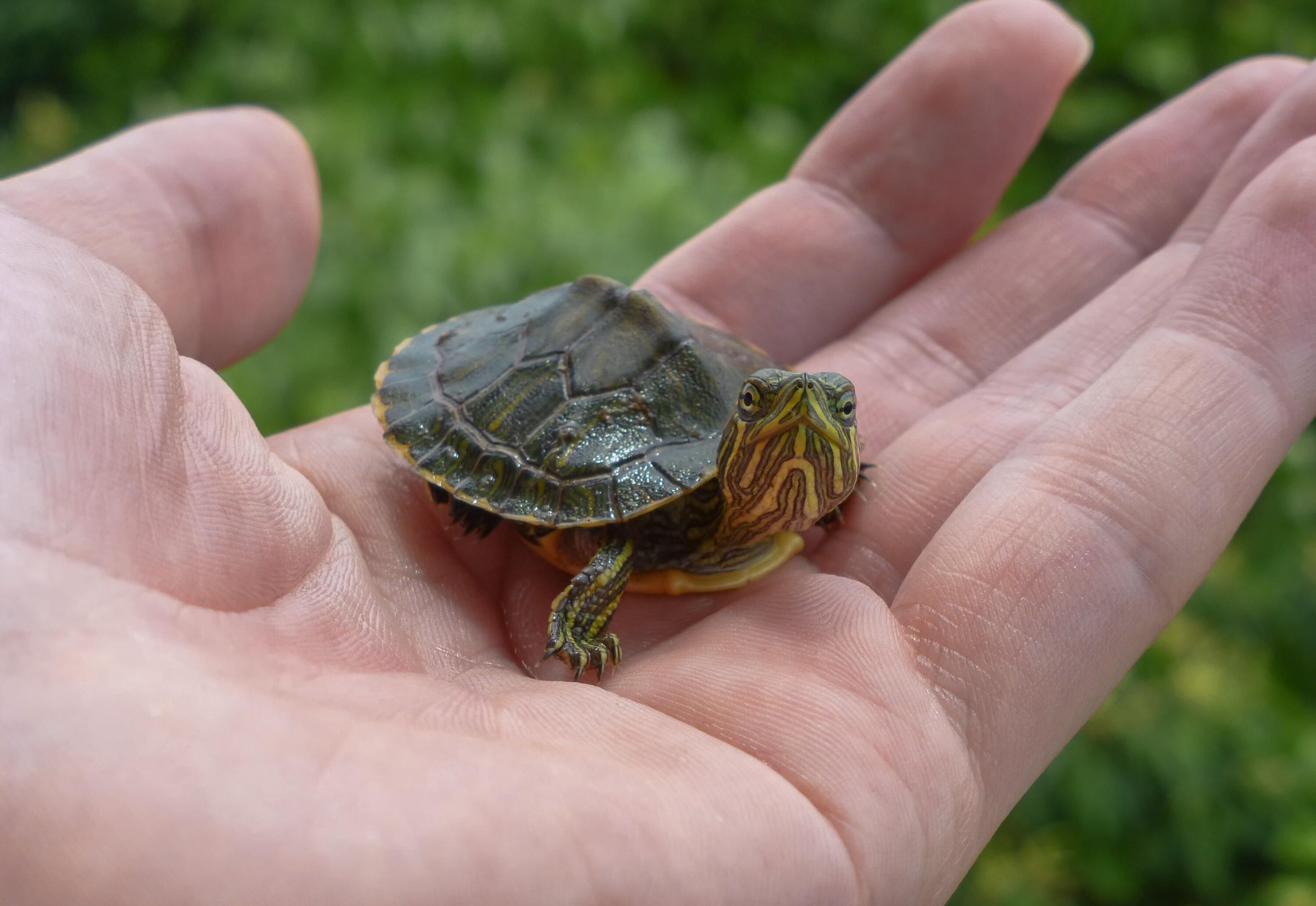 Update on Multistate Outbreak of Salmonella Typhimurium Infections Linked to Small Pet Turtles