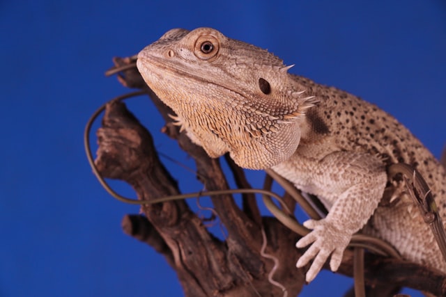 Investigation Notice: Salmonella Uganda Outbreak Infections Linked to Pet Bearded Dragons