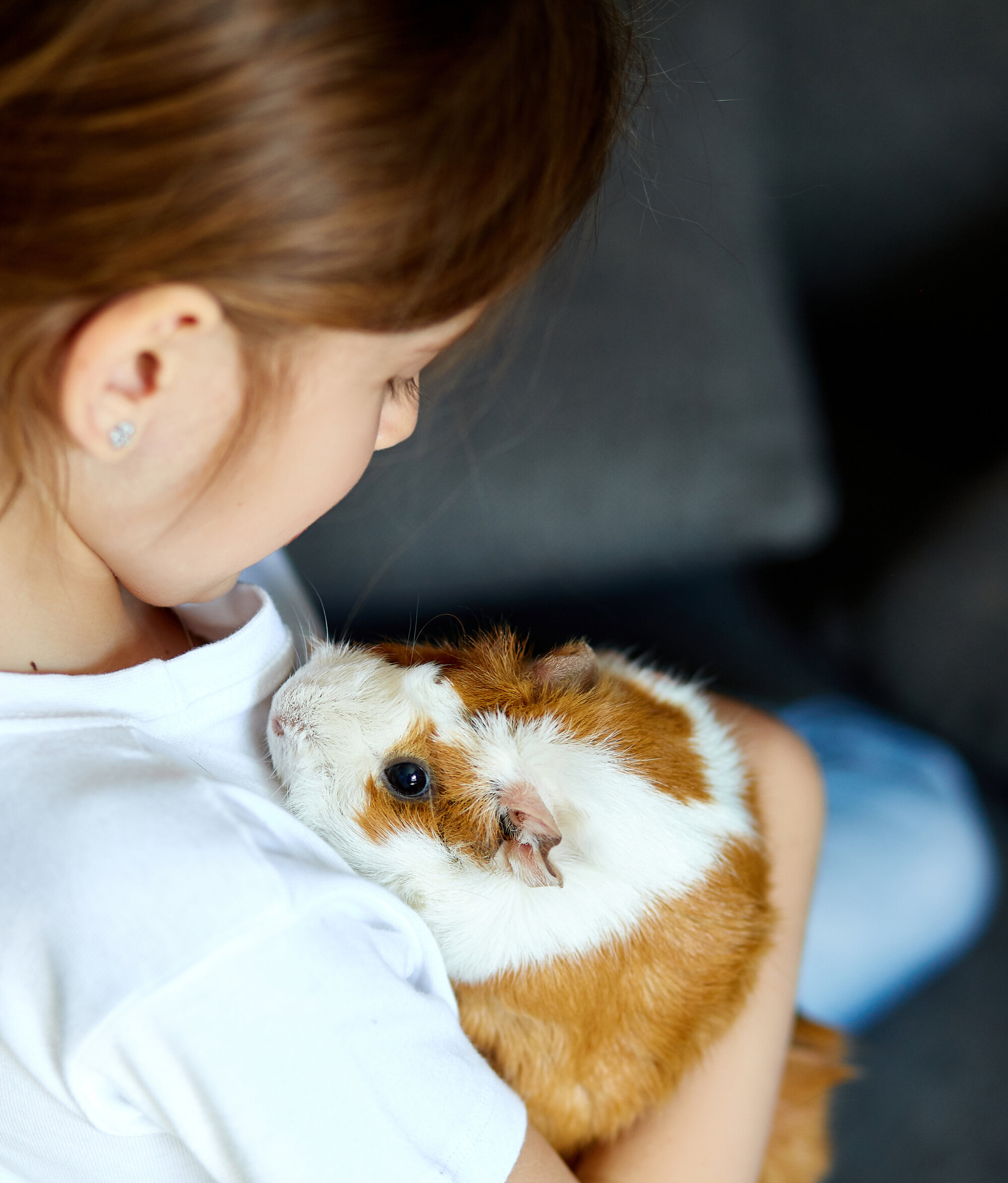 Child holding pet guinea pig