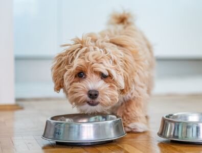 A small brown dog eating food from a metal bowl.