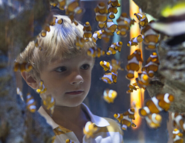 Little boy gazing into fish tank